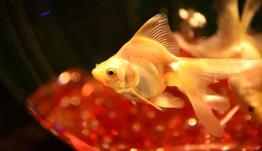 ゴールデンウィークは銀座のアートアクアリウムで日本最大級の金魚アートを堪能しよう！