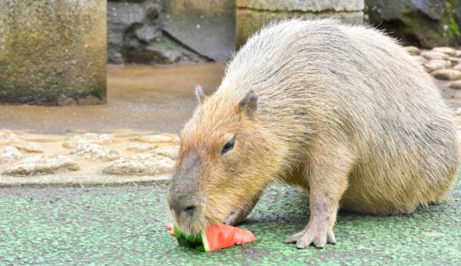 カピリンピック第8回開催！スイカ早食い競争で全国のカピバラが熱戦を繰り広げる