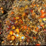 捨てられてたヤシが器に！無印の新エコ食器で毎日もおでかけもかわいく｜特徴（3）