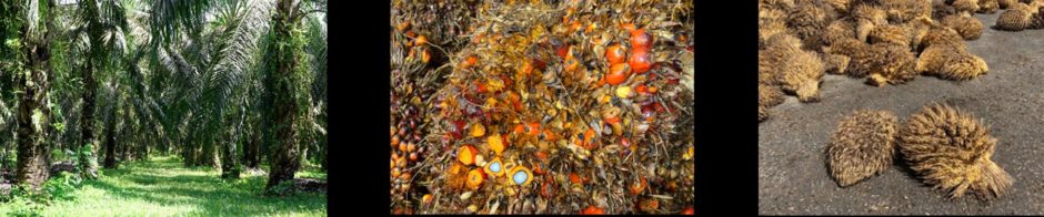 捨てられてたヤシが器に！無印の新エコ食器で毎日もおでかけもかわいく｜特徴（3）