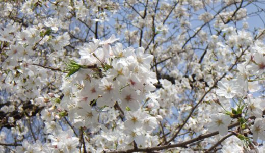 3月下旬〜4月12日限定！新宿中央公園の夜桜ライトアップが幻想的すぎる｜毎日16〜22時・入場無料