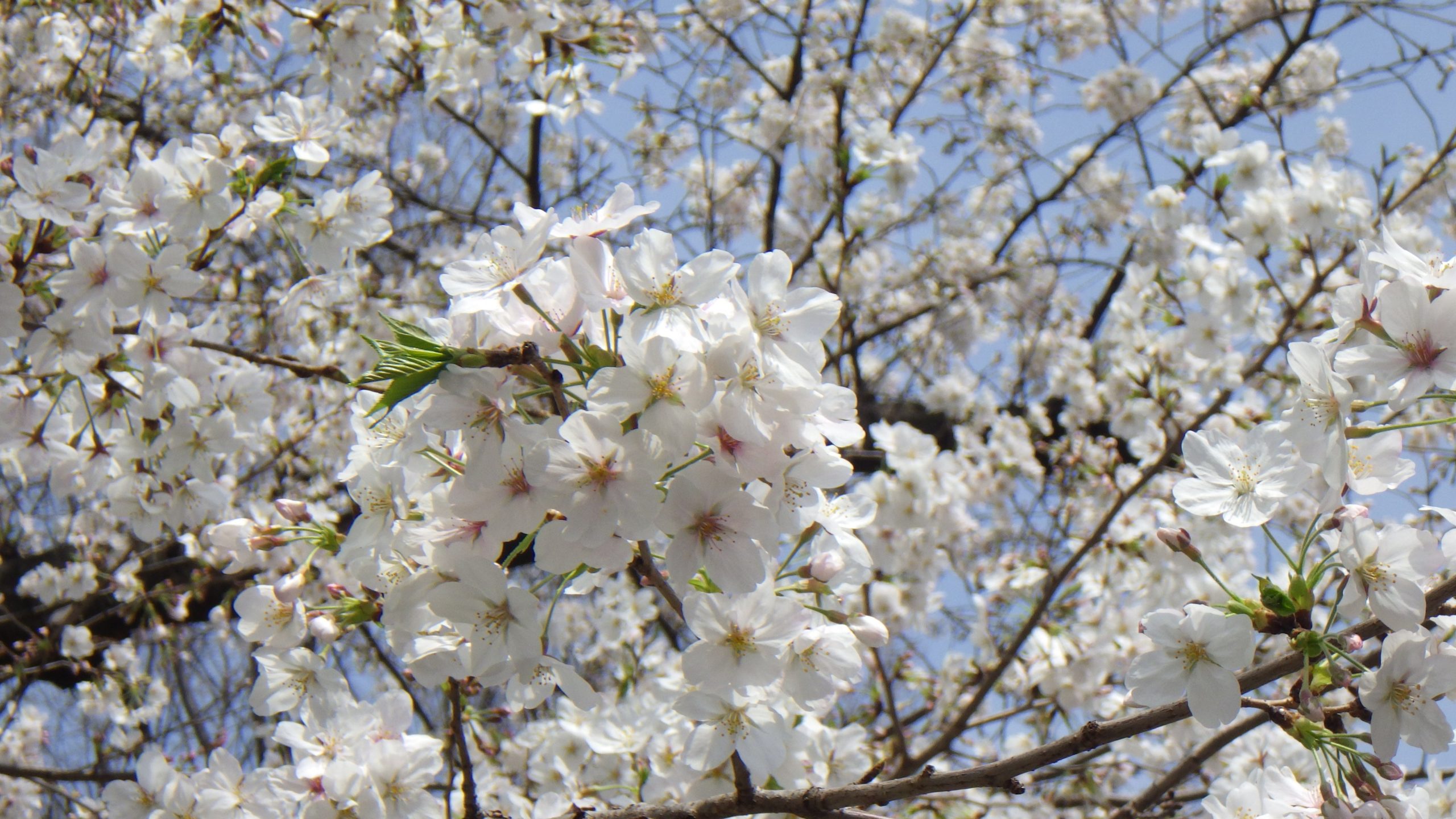 新宿中央公園 ソメイヨシノ